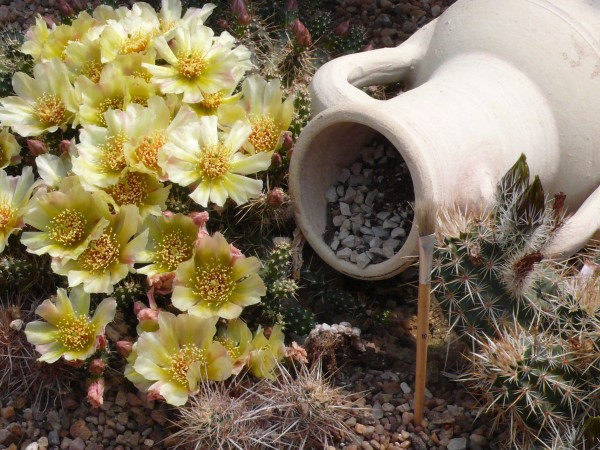 Opuntia fragilis "SB1413 Deuel Co Nebraska" 9cm Topf