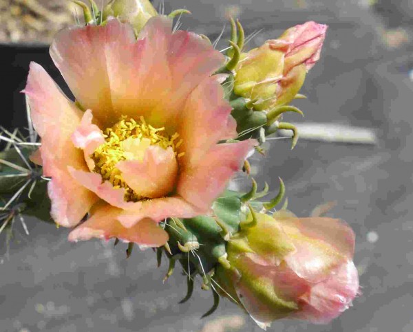 Cylindropuntia viridiflora "Frank" 9cm Topf
