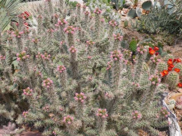 Cylindropuntia imbricata "Pinky" /1017 9cm Topf