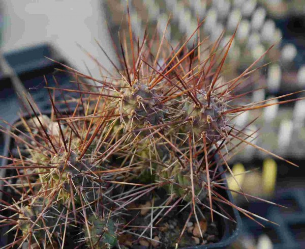 Opuntia fragilis "La Sal Mts. 2300m" 9cm Topf
