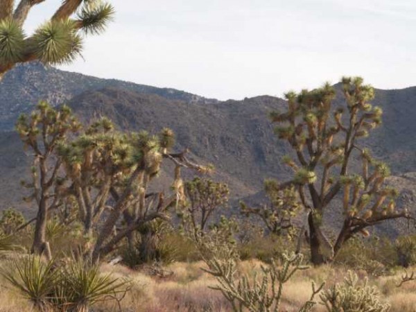 Yucca brevifolia "Wightwood Arizona 2 Liter Topf
