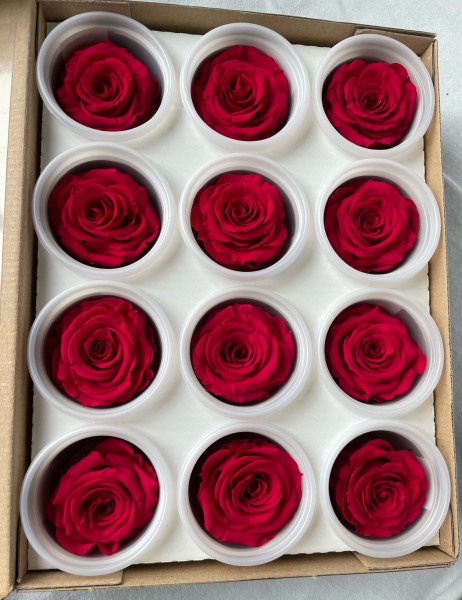 Rose gefriergetrocknet 12 Stk.Infinity Rosen Rosenköpfe Pink Rosa Gartenrose