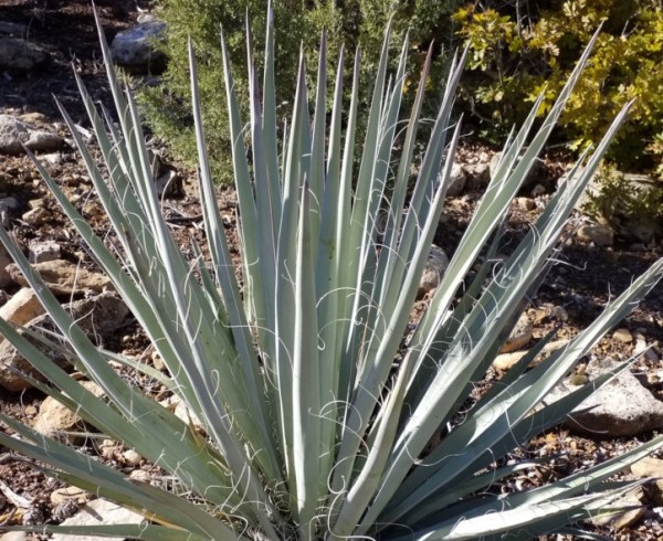 Yucca baccata "Blaue Blätter Kane Co Utah' 2 Liter Topf