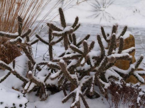 Cylindropuntia imbricata „FH520 Kansas“ 1000 9cm Topf