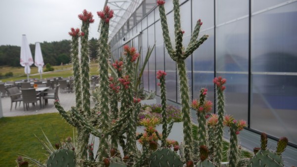 Cylindropuntia imbricata "Marco" (MUG120) /1020 9cm Topf