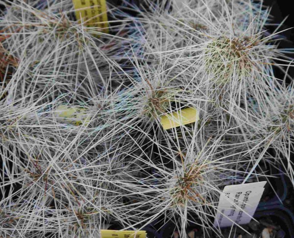 Opuntia polyacantha „heacockii Chaffee Co Col 2530m“ 9cm Topf
