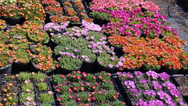 Delosperma Sortiment 6 versch. Sorten