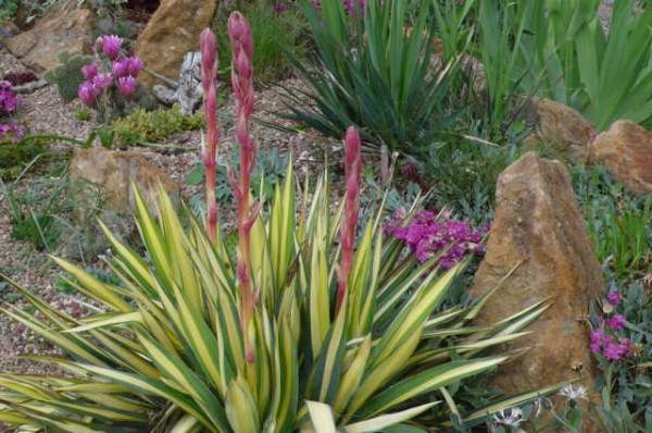 Yucca filamentosa "Colour Guard" 23cm Topf