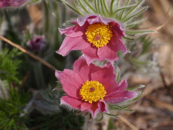 Pulsatilla vulgaris „Papageno“ meist gefranzte Blüten /Küchenschelle 9cm Topf