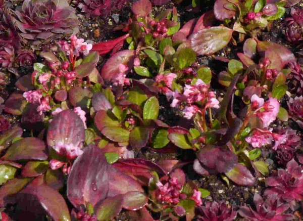 Bergenia "Eroica" Zwergbergenia 9cm Topf