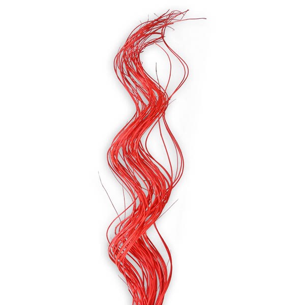 Twisted Curly rot