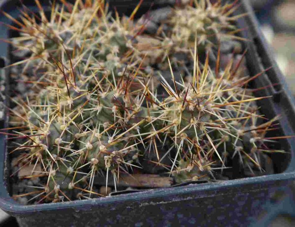 Opuntia fragilis "Lake Wood BC Kanada" 9cm Topf