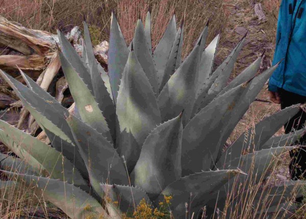 Agave havardiana "Brewster Co Tx 1524m blaue Form" 19er Schale