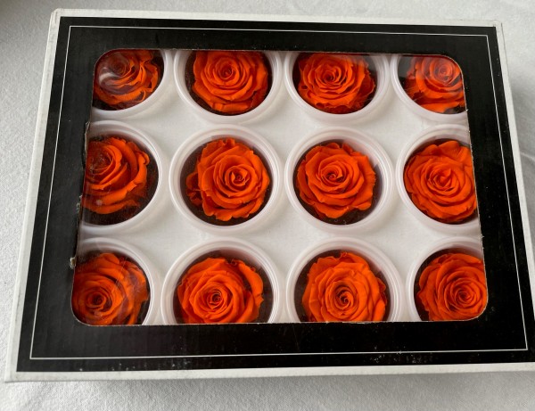Rose gefriergetrocknet 12 Stk.Infinity Rosen Rosenköpfe Orange