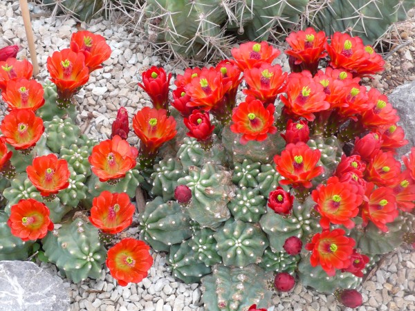 Echinocereus triglochidiatus f.inermis /6007 9cm Topf