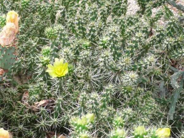 Cylindropuntia whipplei "Waiblingen" 9cm Topf