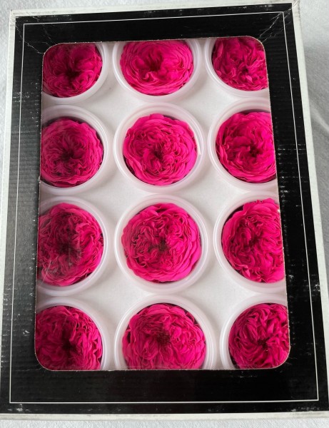Rose gefriergetrocknet 12 Stk.Infinity Rosen Rosenköpfe Pink Rosa gefüllt Gartenrose-