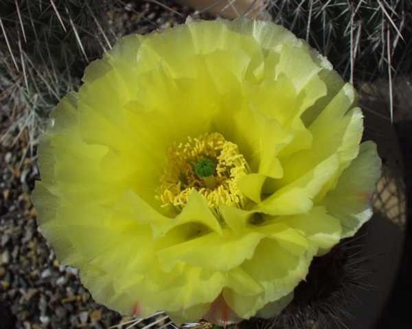 Opuntia polyacantha var.juniperina " LZ536" /5403 9cm Topf