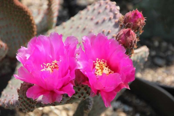 Opuntia basilaris "Moab" 9cm Topf