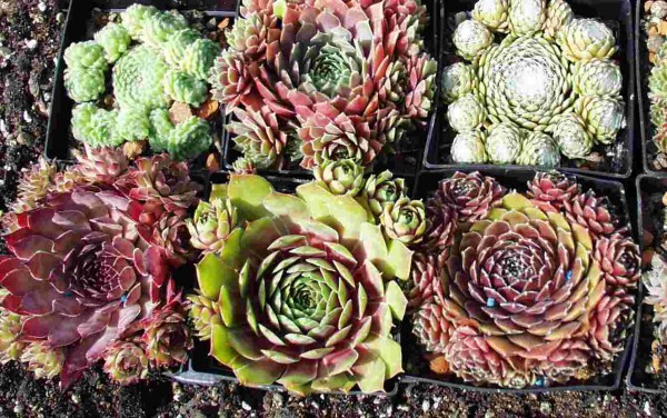 Sempervivum Sortiment 6 versch. Sorten