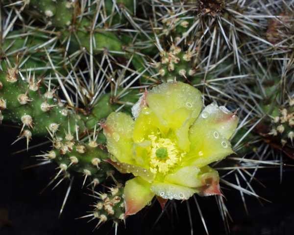 Opuntia fragilis "SB229 Gunnison Co COL" /3202 9cm Topf