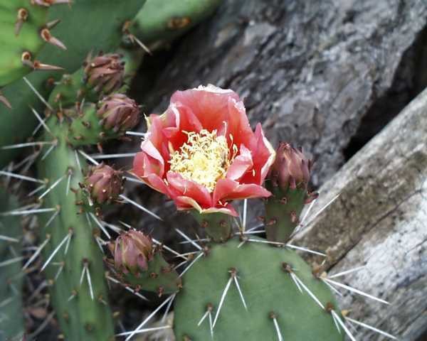 Opuntia phaeacantha "Kirschrot" /4014 9cm Topf