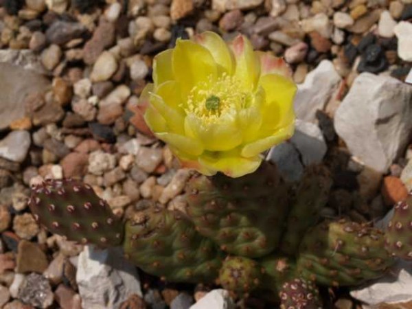 Opuntia polyacantha "Idaho" /5424 9cm Topf