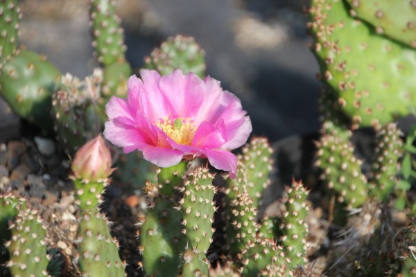 Opuntia phaeacantha "minor" /4027 9cm Topf