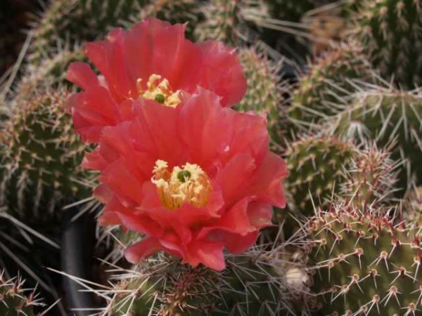 Opuntia x polyacantha "Wibke" /5416 9cm Topf