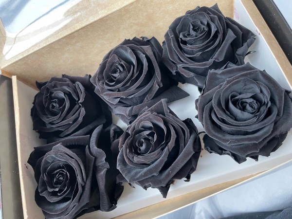 Rose gefriergetrocknet 6 Stk.Infinity Rosen schwarz Black Beauty echte Rose
