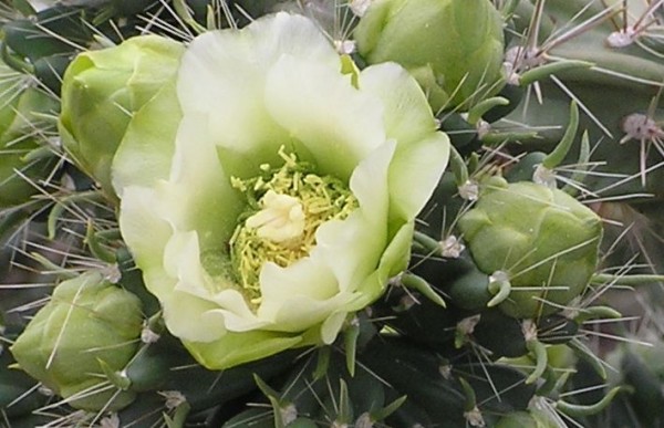 Cylindropuntia imbricata "Canyon City Fremont Co Colorado weisse Blüten" 9cm Topf